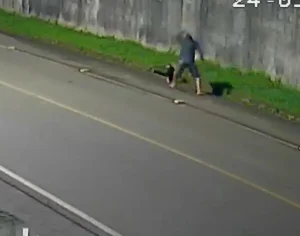 Polícia Civil identifica suspeito de matar tamanduá no Sul do Estado