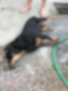 Moradores denunciam situação envolvendo cães soltos em rua do Bairro Bela Aliança em Rio do Sul