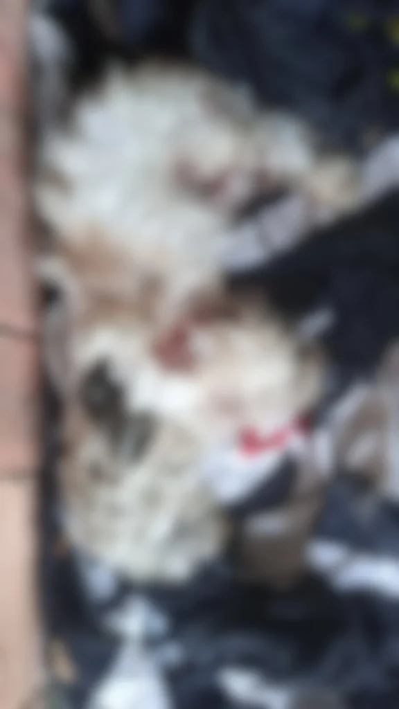 Whatsapp Image 2026 03 27 At 15.33.59