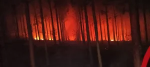 Bombeiros Voluntários de Presidente Getúlio combatem incêndio em reflorestamento neste domingo