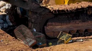 Aves silvestres são encontradas em cativeiro no município de Quilombo