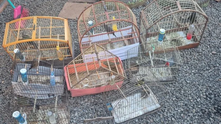 Aves Nativas Quilombo Pma