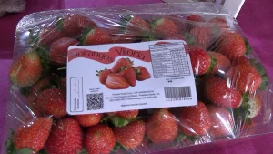 De um sonho ao crescimento no campo 🍓