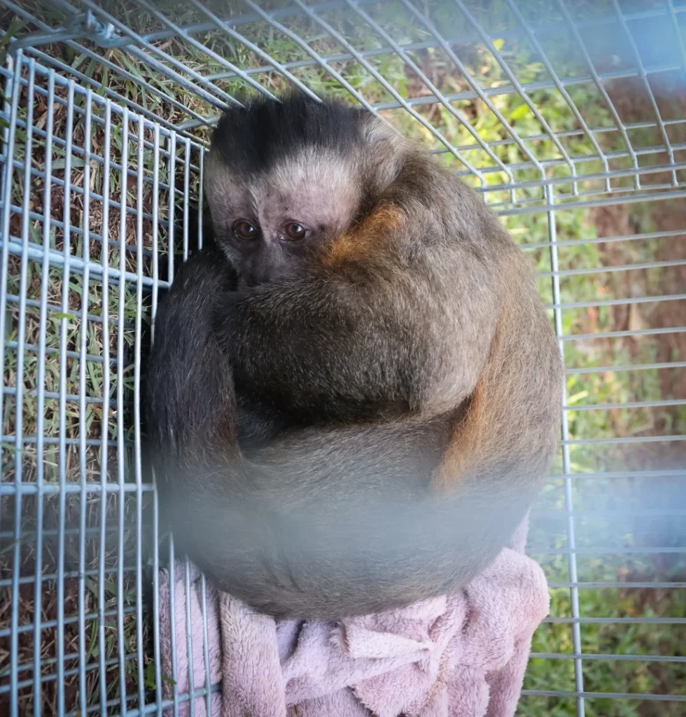 2026 04 10 Macaco Prego Resgatado Apresenta Medo Exacerbado
