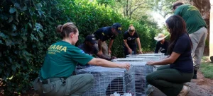 Ibama desativa o último criadouro de macacos-prego do país, por maus-tratos em SC