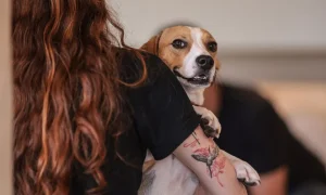 Lei que define normas para “guarda compartilhada” de pets é sancionada