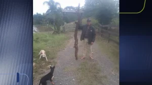 Aipim gigante!!!! Colheita surpreende em propriedade de Rio do Campo