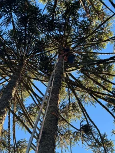 Adolescente sofre choque elétrico enquanto colhia pinhão e é resgatado a 20 metros de altura em SC