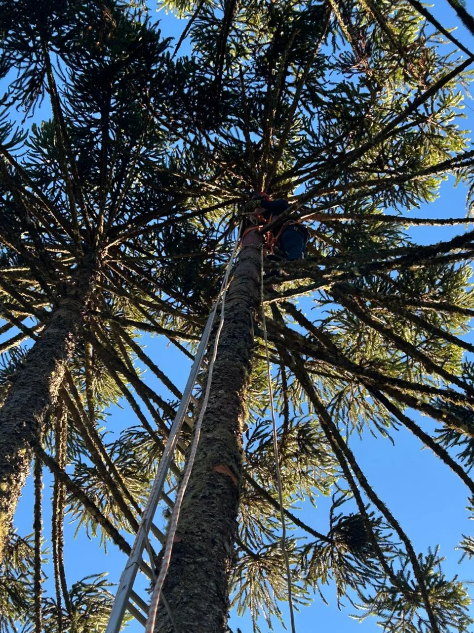 Adolescente Sofre Choque Eletrico Ao Colher Pinhao Em Sc 1
