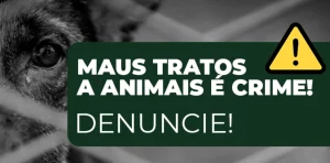 Cachorro é encontrado com ferimento grave na cabeça e caso é investigado em Ituporanga