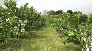 Agricultor de Pouso Redondo aposta no cultivo da goiaba tailandesa para diversificar a produção