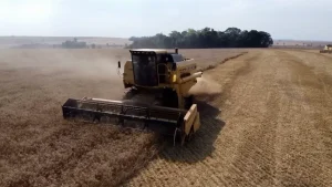 Venda de trigo da safra 2025 trava e preocupa produtores