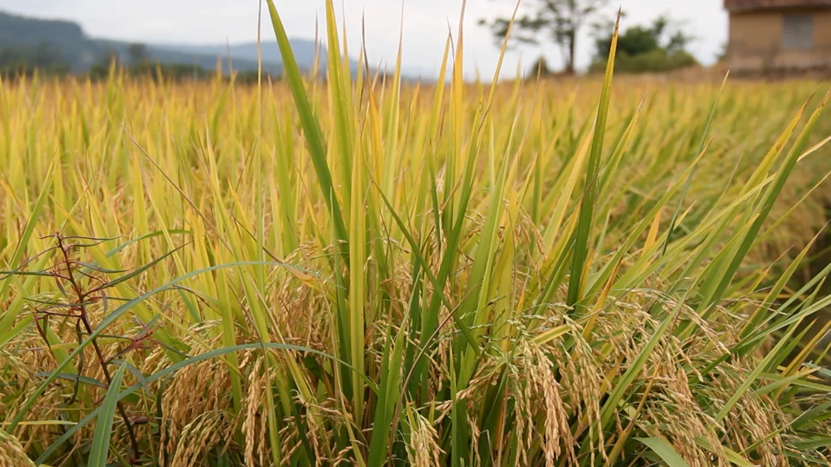 Jr 0210 B7.00 20 37 11.quadro033