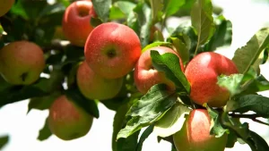 Produção de maçã. Novidade torna a exportação catarinense mais fácil