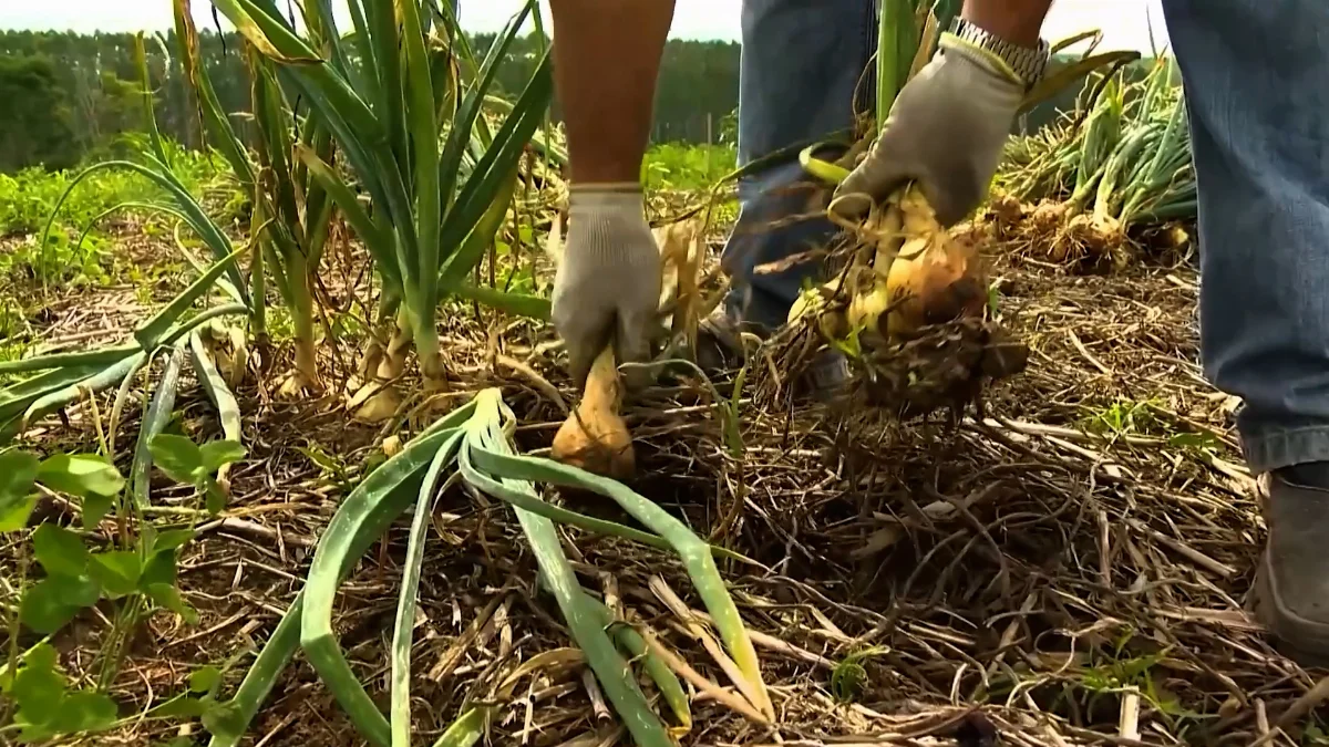 Sequência 01.00 01 59 18.quadro016