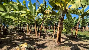 Nova banana chega para conquistar o mercado 🍌