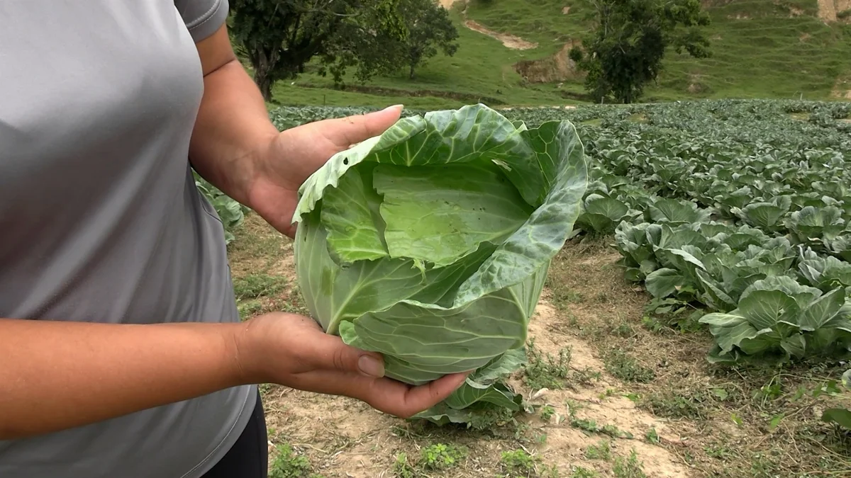 Sequência 01.00 04 58 20.quadro019