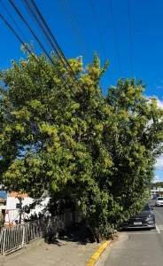 Poda de árvores é retomada em Rio do Sul