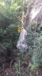 Novilha é resgatada após cair de encosta de 40 metros em Ituporanga