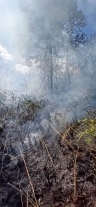 Bombeiros combatem incêndio em vegetação em Ascurra