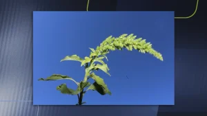 Caruru-gigante em SC