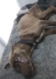 Pitbull é resgatada em estado grave após denúncia de maus-tratos em Taió