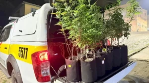 Polícia Militar Rodoviária apreende cultivo de maconha em São Joaquim