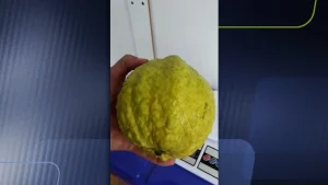 Goiaba de quase um quilo. Fruta foi colhida no sítio Vô Bibo, em Trombudo Central