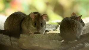 Não há cenário de risco em SC para Hantavírus