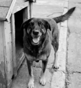 Morte do cão Orelha continua repercutindo em Santa Catarina