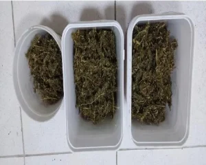 Polícia Militar apreende mais de 500 gramas de maconha e cocaína