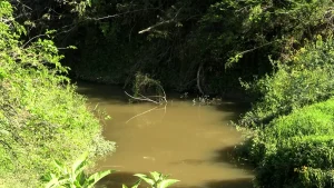 Ribeirões de Rio do Sul. Situação é crítica e limpeza depende de projetos