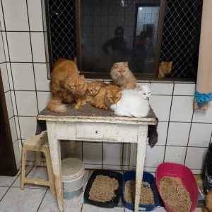 Apartamento com 400 gatos: ONG divulga imagens e atualiza situação em SC