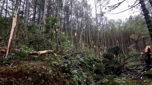 Temporal