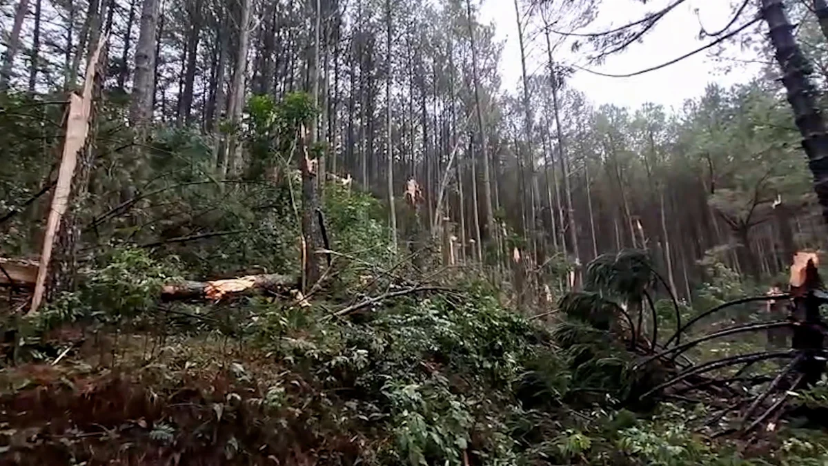 Temporal