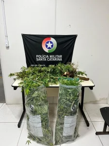 Blumenau registra apreensão por tráfico, tentativa de homicídio e caso de violência doméstica em menos de 24 horas