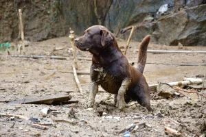 Pai e filha penduram a coleira: a aposentadoria de dois cães bombeiros que serviram Santa Catarina