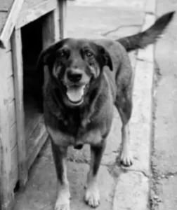 Justiça homologa arquivamento do caso dos cães da Praia Brava, na Capital