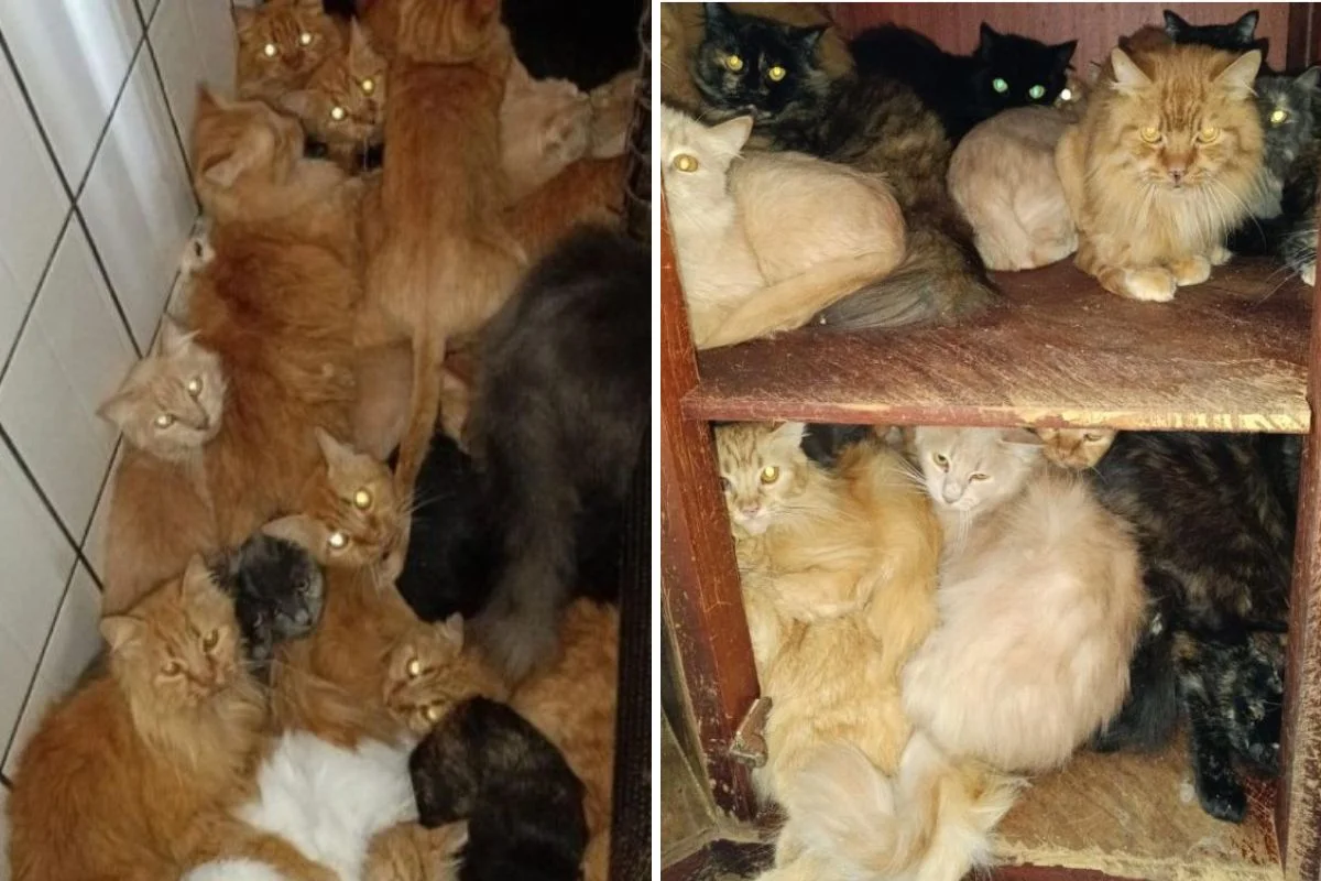 400 Gatos