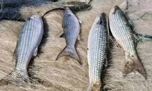 Governo Federal autoriza retomada da pesca da tainha em Santa Catarina; Lula confirma visita a Itajaí no dia 26