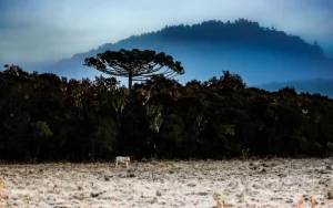 Inverno começa com onda de frio intenso em Santa Catarina