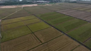Do campo para a colheita: projeto fortalece a produção de arroz em SC