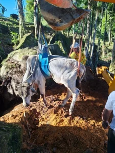 Boi é resgatado com vida após cair em fosso de três metros em Rodeio