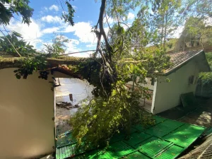 Chuvas provocam queda de árvores e mobilizam bombeiros em Rio do Sul