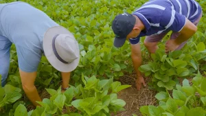 🌧️ El Niño exige atenção redobrada no campo