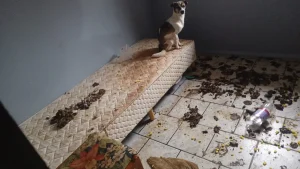 Mulher cadeirante é encontrada sozinha em casa com animais mortos e forte odor de decomposição em Indaial