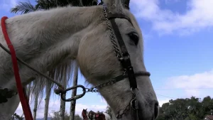 Vem aí a tradicional Cavalgada da APAE de Taió! 🐴
