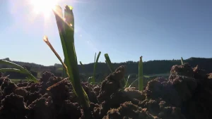 Área cultivada de cebola diminui e EL NIÑO preocupa produtores