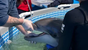 Golfinho resgatado em SC é escoltado pela PRF durante transporte