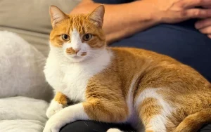 Onde está o gato Caramelo? 🐈